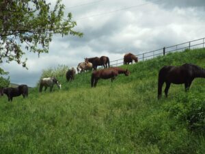 Alt view of the GSF herd enjoying a grassy grazing on the upper slope of the pasture.