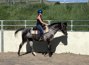 Caedyn working Dottie, the horse, in the round pen