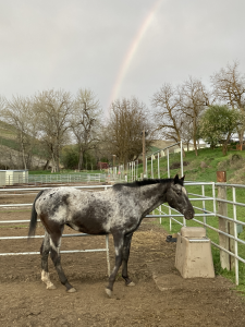 .PNG view of Dottie at Garden Springs Farm