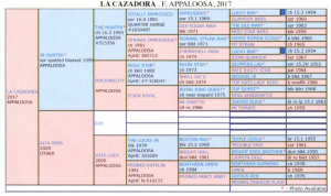 .PNG view of the pedigree entry online for Cazzie