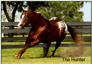 .PNG view of the horse, The Hunter