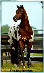 Image (from the front) of the horse, Englishman