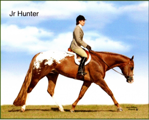 Image of the horse Jr Hunter