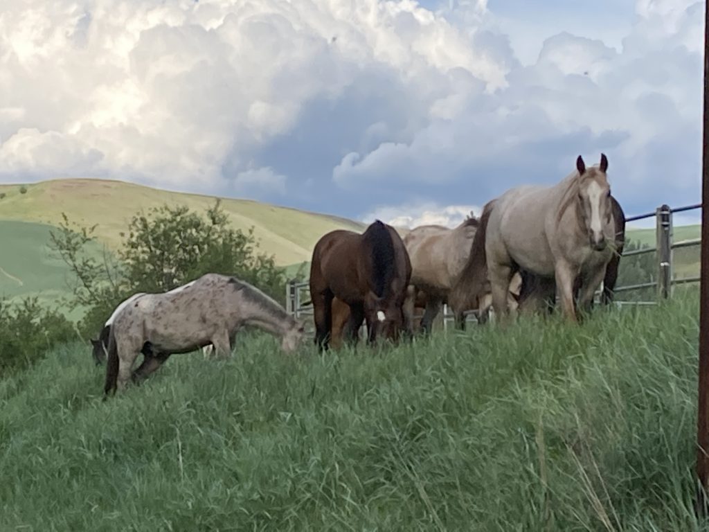 Image of Garden Springs Farm horses grazing in the long grass on the property.