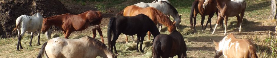 .PNG of the Garden Springs Farm horse herd grazing