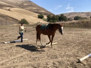 Rosie being exercised/trained in the GSF arena