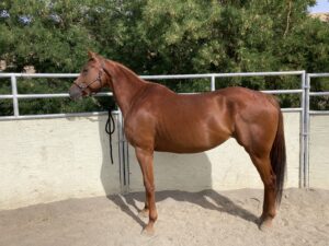 Left-facing whole-body profile of Cazzie standing