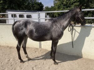 Right-facing whole-body profile of Dottie standing