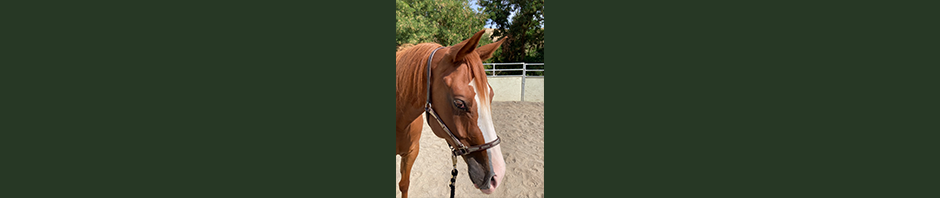 Page header - green horizontal background stripe with "head shot" profile of Rosie centered